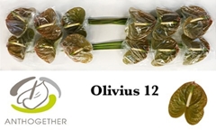 Anthurium Olivius 13cm Hd