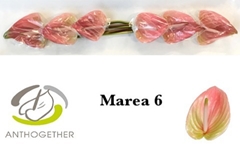 Anthurium Marea 13cm Hd