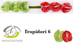 Anthurium Tropidori Mix 13cm Hd