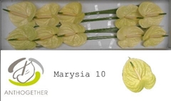Anthurium Marysia Antique 15cm Hd