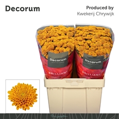 Chrysanth Santini Ellison Orange 55cm 54gr.