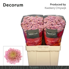 Chrysanth Santini Ellison Sweet 55cm 54gr.