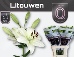 Lily La Litouwen 95cm 4+