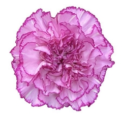 Dianthus Single Boheme 70cm