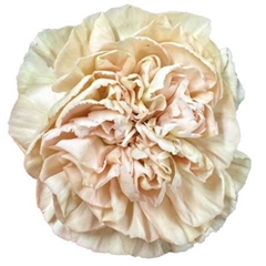 Dianthus Single Lege Marrone 70cm
