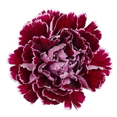 Dianthus Single Minerva 70cm