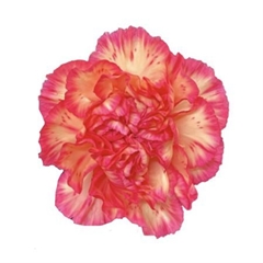 Dianthus Single Giorgia 70cm