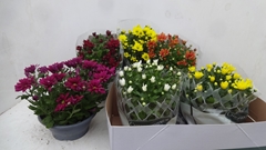 Chrysanth Mix 6 Mix 23Ø 27cm