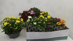 Chrysanth Mix 6 Mix 23Ø 27cm