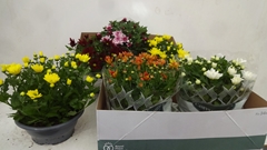 Chrysanth Mix 6 Mix 23Ø 27cm