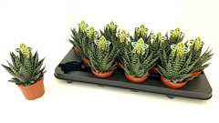 Aloe Tiki Tahi 9Ø 16cm