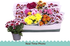 Chrysanth Mix 6 Mix 12Ø 25cm