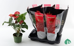 Anthurium Madural 17Ø 55cm