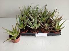 Aloe Mix 8Ø 17cm