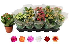 Kalanchoe Double Rosaline Mix 12Ø 27cm
