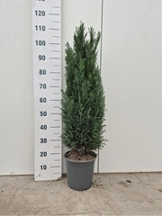 Chamaecyparis Ellwoodii 24Ø 110cm
