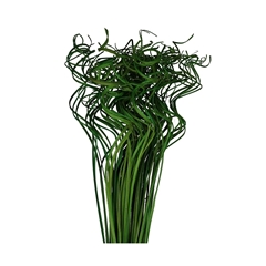 Dried Articles Curly TingTing 70cm 200g