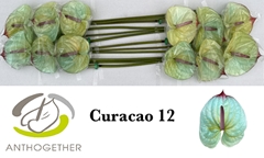 Anthurium Painted Curacao 13cm Hd