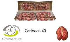 Anthurium Caribean 11cm Hd