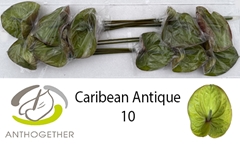 Anthurium Caribean Antique 15cm Hd