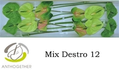 Anthurium Destro Mix 13cm Hd