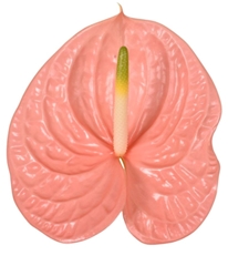 Anthurium Kuduro 13cm Hd