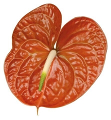 Anthurium Terrasol 8cm Hd