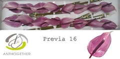 Anthurium Previa 11cm Hd