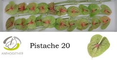 Anthurium Pistache 9cm Hd