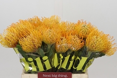 Leucospermum Soleil 40cm