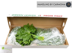 Fatsia Japonica Leave 50cm
