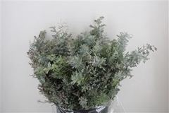 Acacia Baileyana Per Bunch 65cm 200gr.