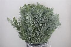 Acacia Baileyana Per Bunch 60cm 200gr.