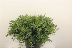 Eucalyptus Parvifolia Per Bunch 55cm 100gr.