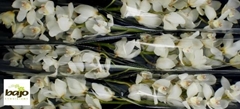 Cymbidium Early White 70cm