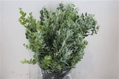 Acacia Baileyana Per Bunch 55cm 200gr.