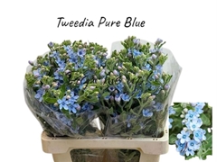 Oxypetalum Tanioka Pure Blue 60cm