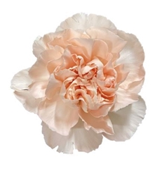 Dianthus Single Noviado 65cm