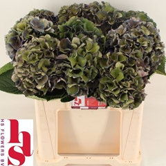 Hydrangea Royal King Classic 50cm 14-16cm Hd