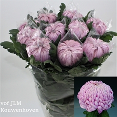 Chrysanth Single Vienna Pink 80cm 110gr.