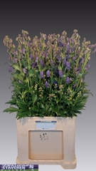 Aconitum Carmichaelii Arendsii 80cm