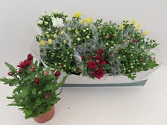 Chrysanth Mix 6 Mix 12Ø 25cm