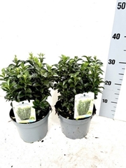 Euonymus Green Spire 17Ø 32cm