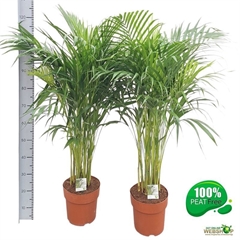 Dypsis Lutescens 23Ø 115cm
