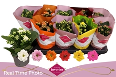 Kalanchoe Double Perfecta Mix 10Ø 22cm