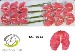 Anthurium Caribo 13cm Hd