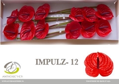Anthurium Impulz 13cm Hd