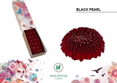 Gerbera Mini Sphere Blackpearl 45cm 7cm Hd