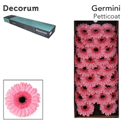 Gerbera Mini Black Center Petticoat 45cm 7cm Hd