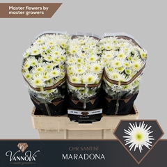 Chrysanth Santini Maradona 55cm 40gr.